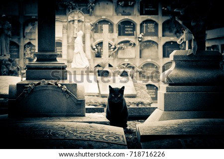 Scary cat on a cemetery, between two graves. Niche background. Picture with vignette and low saturation. Halloween and Day of the Dead.
