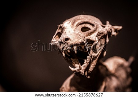 Scary close-up view of a mummified cat isolated on black background