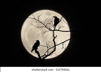 Scary Of Crows And Tree With The Moon, Subject Is Blurred And Low Key