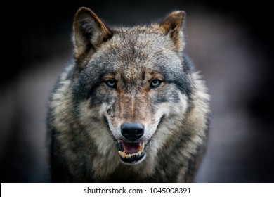 Scary dark gray wolf (Canis lupus)