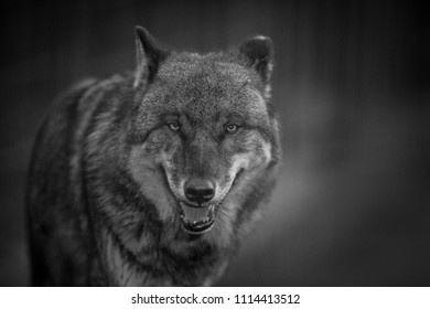 Scary Dark Gray Wolf Canis Lupus Stock Photo 1114413512 | Shutterstock