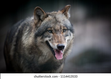 Scary Dark Gray Wolf Canis Lupus Stock Photo (Edit Now) 1045008391