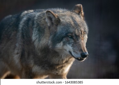 Scary Dark Gray Wolf Canis Lupus Stock Photo 1643085385 | Shutterstock