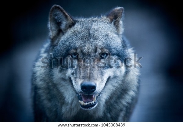 dark gray wolf
