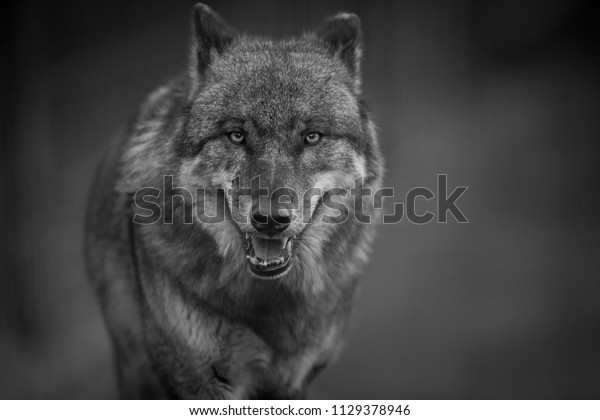 dark gray wolf