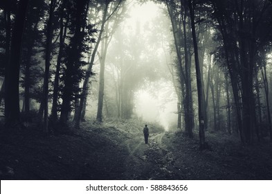 Scary Dark Woods Landscape. Man Walking On Forest Road At Night