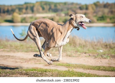 Scary Dog Crazy Eyes Running Stock Photo 238313902 | Shutterstock