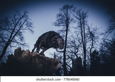A scary dog standing on the top of a tree trunk at dusk in a dark forest.