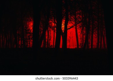 Scary Foggy Forest Silhouettes Trees Red Stock Photo (Edit Now) 503396482