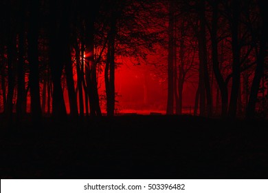 Scary Foggy Forest Silhouettes Trees Red Stock Photo (Edit Now) 503396482