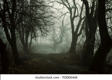 Scary Forest In Fog