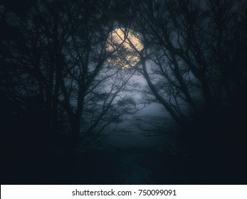 Scary Forest At Night With Full Moon