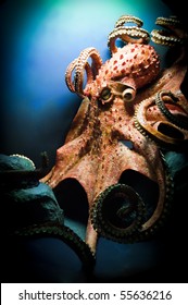 Scary Giant Octopus