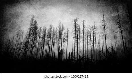 Scary Horror Forest Wallpaper, Dark Spooky Landscape