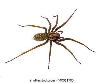 wolf spider hobo spider brown recluse wolf spider hobo spider brown recluse