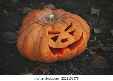 Scary Jack O Lantern Halloween Pumpkins In Sun Day On Ground Among Dry Leaves At Street. Hallows Eve Decoration Funny Glow Pumpkin With Candles On Candlestick At Fall Background In Open Air Near House