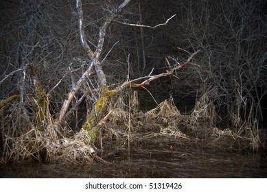 Scary Landscape With Dead Tree In A Swamp