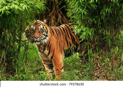 Scary looking male royal bengal tiger staring towards the camera from inside the jungle