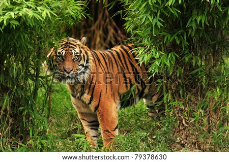 Scary looking male royal bengal tiger staring towards the camera from inside the jungle