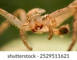 scary looking spider fangs left on spider carcass