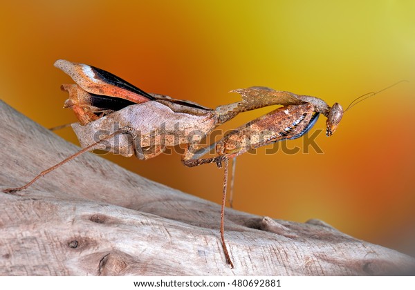 Scary Malaysian Dead Leaf Mantispraying Mantis Stock Photo 480692881 ...