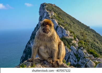 Scary Monkey From Gibraltar Rock