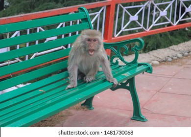 Scary Monkey Sitting On A Chair At Jakhoo Temple In Shimla