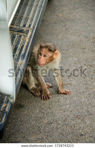 Scary Monkey Under the
car