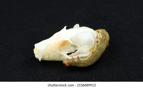 Scary Moth Caterpillar Resembling A Snake On A Bat Skull On Black. Catocala Larvae On Skull Rousettus. Horror. Taxidermy. Halloween