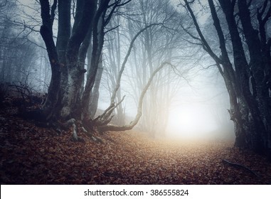 Scary mysterious forest in fog in autumn. Magic trees. Nature misty landscape - Powered by Shutterstock