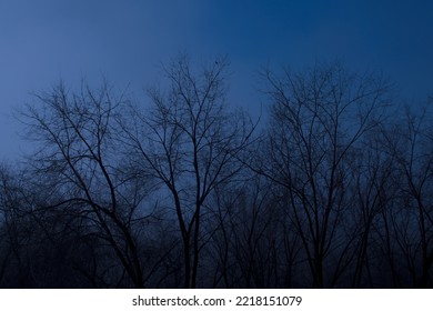 Scary Night Forest Of Leafless Trees.