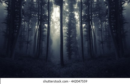 Scary Night Forest Scene