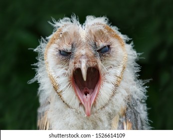 Bilder Stockfoton Och Vektorer Med Barn Owl Eye Shutterstock