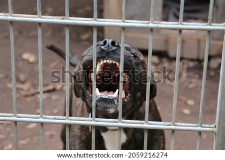 A scary pitbull with big fangs; a rabid dog behind the metal fence