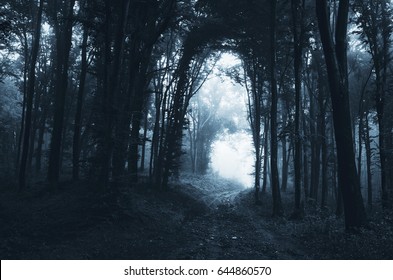 Scary Road Through Forest On Halloween Night Scary Background