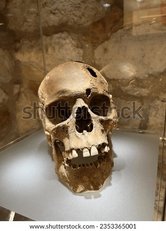 A scary scull in a museum