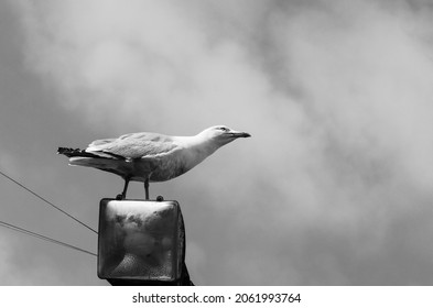 Scary seagull perched on a trellis looking menacing downwards - Halloween concept - concept of mystery and phobia to birds