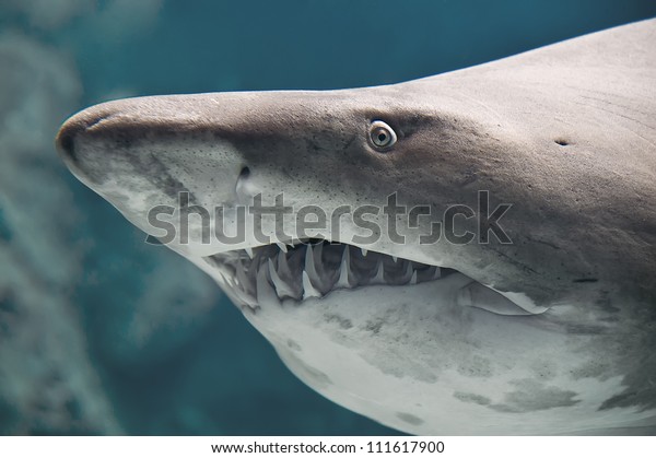 怖いサメの魚の顔の接写 の写真素材 今すぐ編集