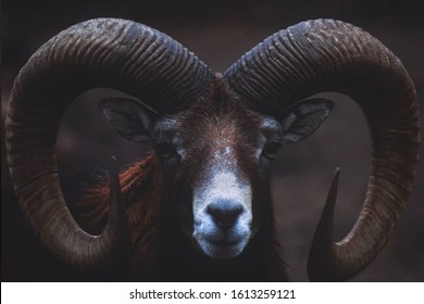 The Scary Sheep Wildlife  Photography  