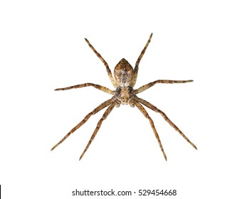 Scary Spider Isolated On White