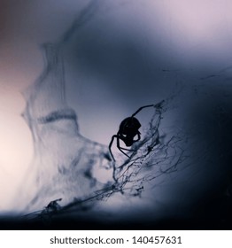 Scary Spider Silhouette Against The Background Of The Web