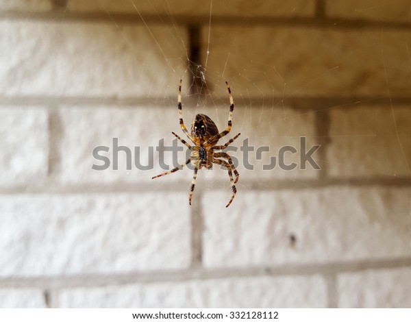 Scary spider\
watching the house. Zoom in and you will see all details of the\
spider.\
Nice to show to kids,\
too.