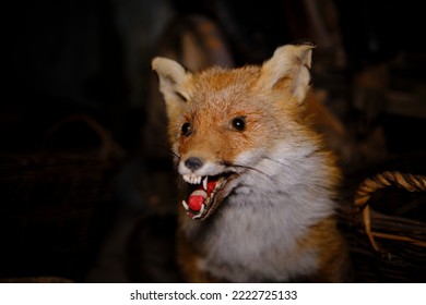 A scary stuffed fox is installed in the museum - Shutterstock ID 2222725133