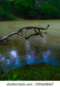 Scary Swamp With A Branch