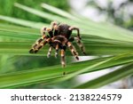 Scary tarantula spider on palm leaf outdoors