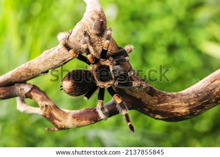 Scary tarantula spider on wooden branch in terrarium