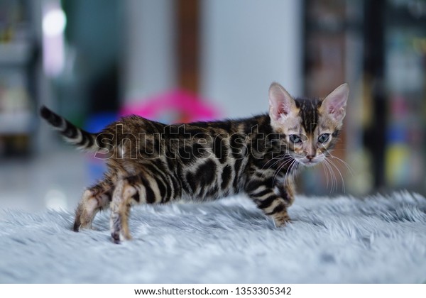 tiger kitten