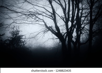 Scary Tree In Dark Mysterious Woods