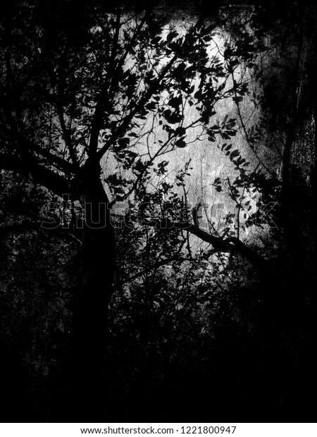 Scary Tree Dark Nature Horror Wallpaper Stock Photo Edit Now