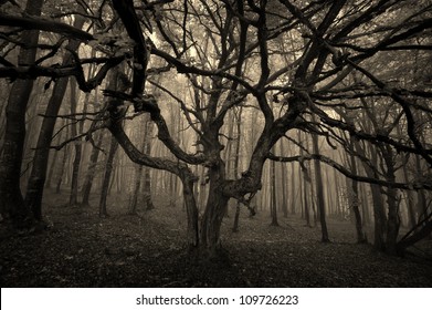 Scary Tree In Forest Sepia